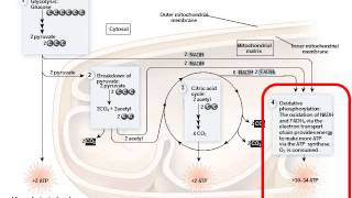 BI177 Chapter 7 Cellular Respiration - Part 2 of 3