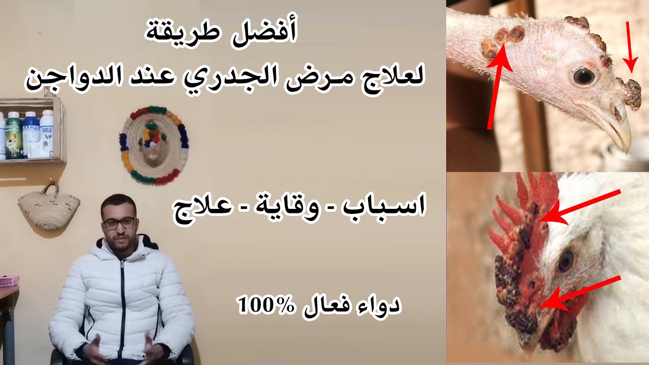 أفضل طريقة لعلاج مرض الجدري عند الدواجن دواء فعال 100%