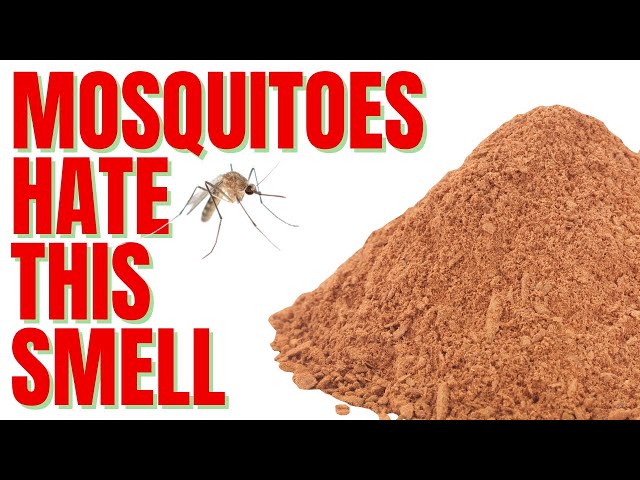 do mosquitoes hate cigarette smoke Mosquitoes Hate This Smell | Use THIS and you'll never get another bite