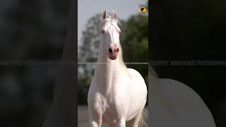 #punjabi #horse #song #horse #instagram #viral #ncs #shortvideo #viralvideo #copyrightfree #song