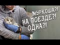 Спасение животных /Кошка из приюта едет в Москву