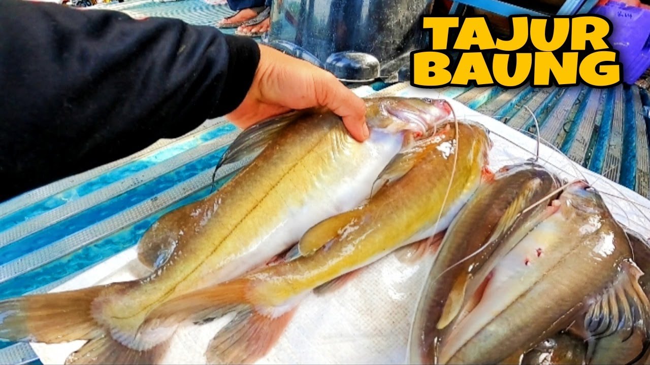 Hasil Tajur Ikan Baung Besar Sungai Gersik,Tangkak, Johor