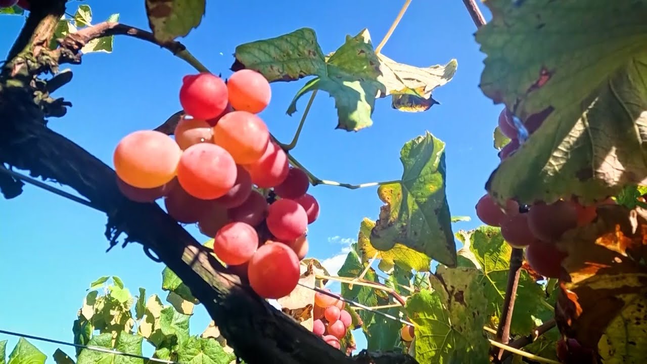 Agro Saúde e Cooperação - Uva e Vinho Goethe