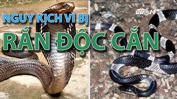 (VTC14)_Nguy kịch vì bị rắn độc cắn