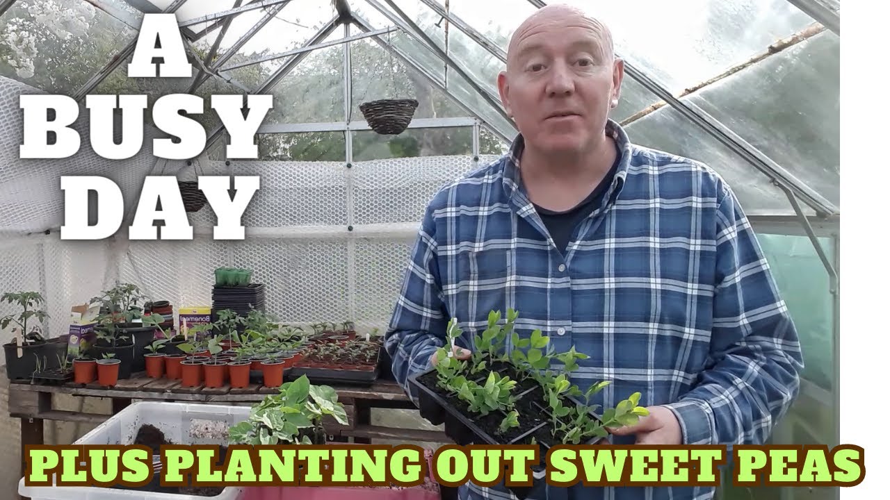 Planting Out Sweet Peas & A Big Tidy Up [Gardening Allotment UK] [Grow Vegetables At Home
