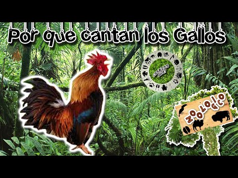 Vídeo: Por que os galos cantam constantemente?