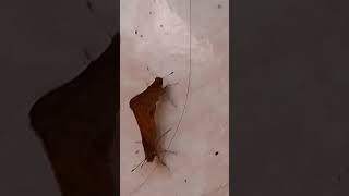 MOTH COUPLE