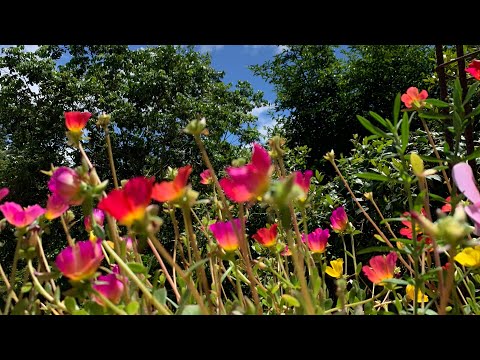 VLOG DA FAMILIA PORto FELIZ NESSA sexta-feira 