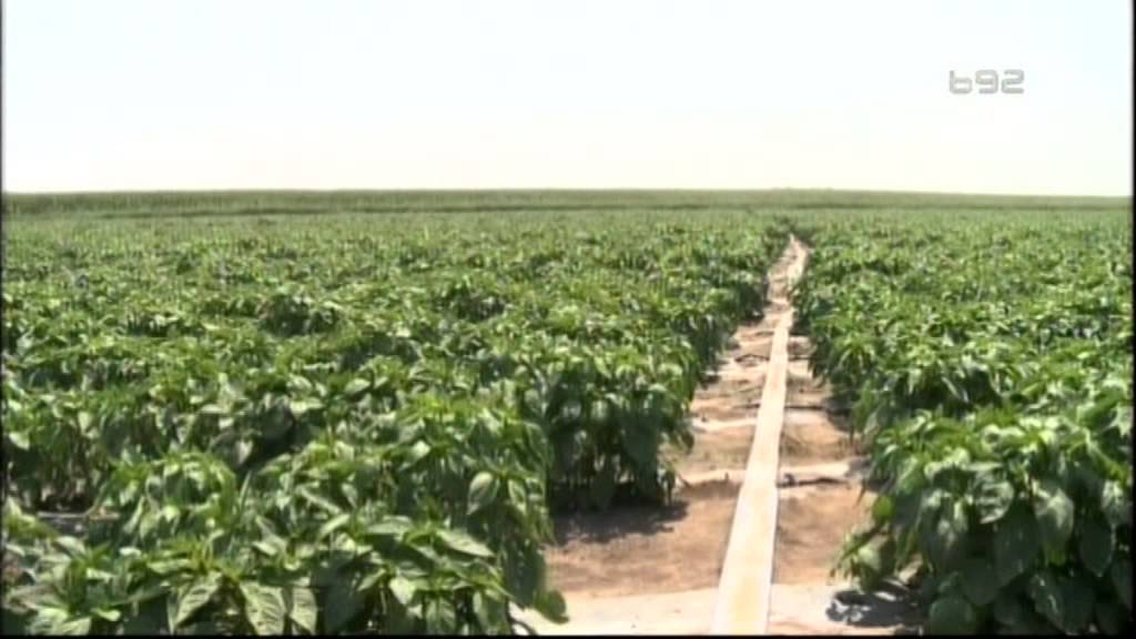 Male tajne majstora - kako do vrhunske paprike ajvaruse ?