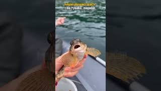 Эмоции рыбачки поймавшей окуня
