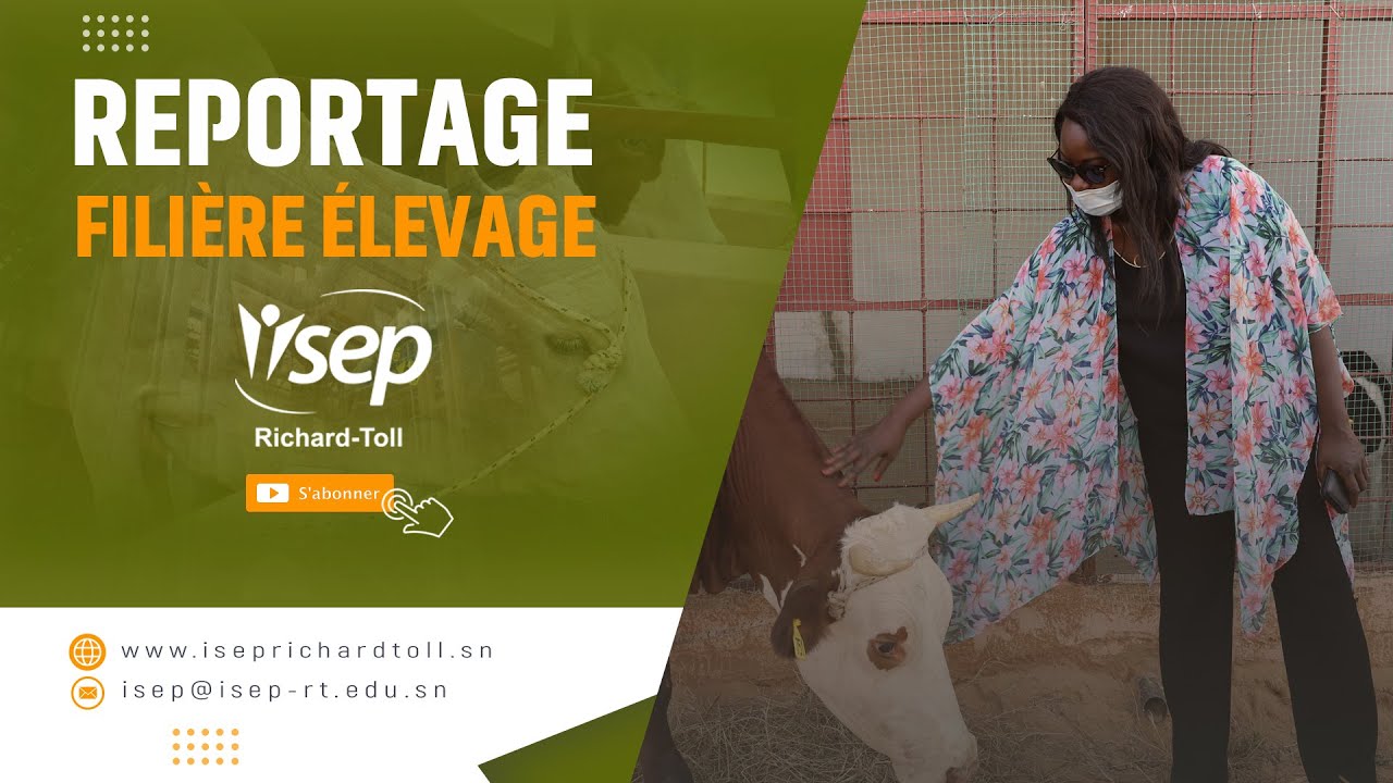 Reportage: production de viande et lait