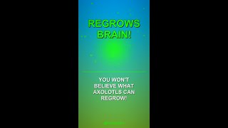 You Won't Believe What Axolotls Can Regrow!