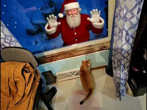 Santa Surprises Cat #christmas #cutecat
