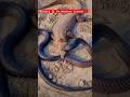 Wildlife Fights : Cobra 🐍 Vs Monitor Lizard 🦎 #wildlife #cobra #animals