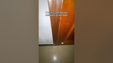 POV: it’s 2AM and your cats won’t let you sleep 💀🤣 #shorts #cats #funny #relatable #memes #viral
