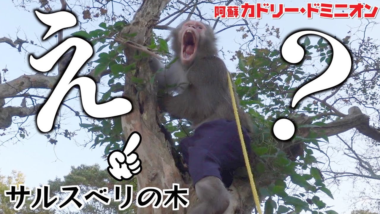 The result of having a monkey climb a 