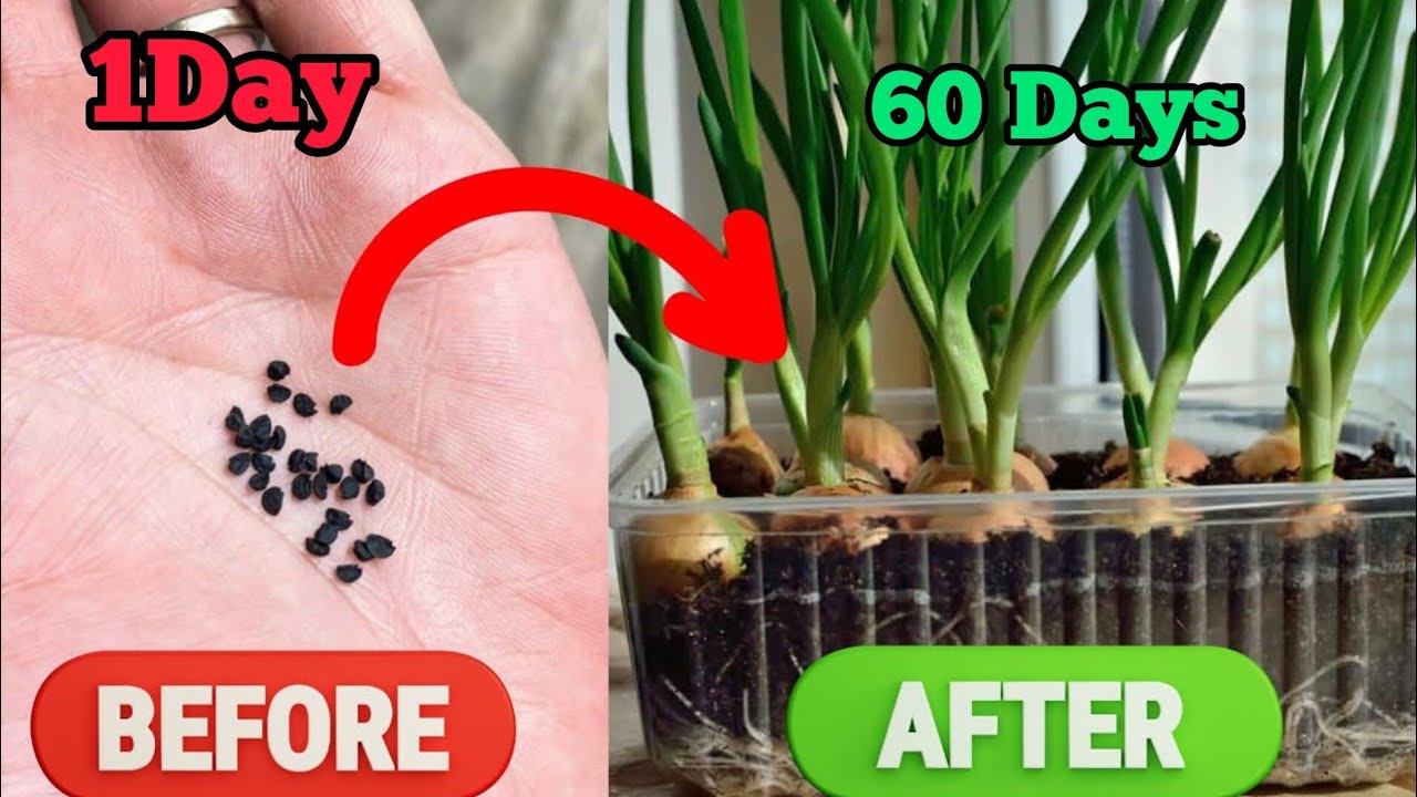 How to grow onion at home from seed How to grow onion at home
