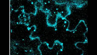 Peroxisomes tagged with cyan fluorescent protein imaged by confocal fluorescent microscopy