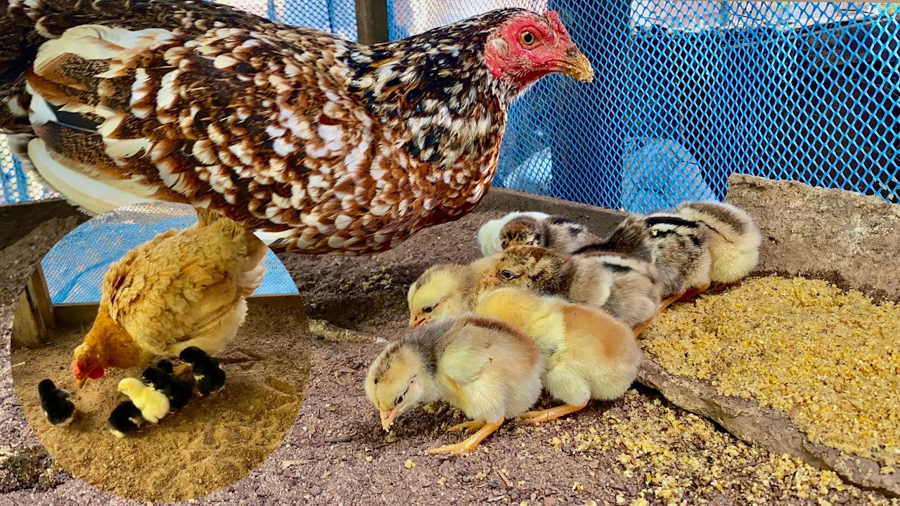 FAZENDO UM PINTEIRO SIMPLES E FUNCIONAL PARA OS PINTINHOS QUE NASCERAM + UMA NINHADA DE BODY INGLÊS!