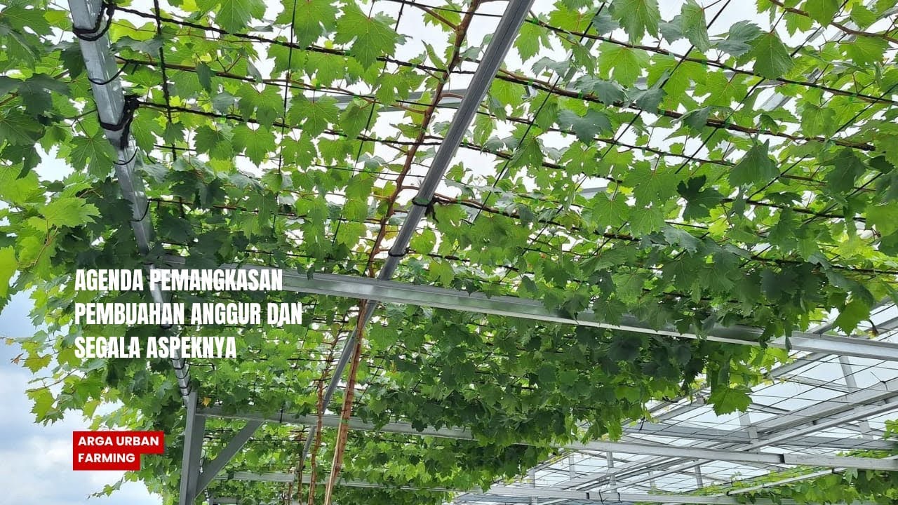 Pemangkasan pembuahan anggur dan hall yang wajib diperhatikan ‼️‼️