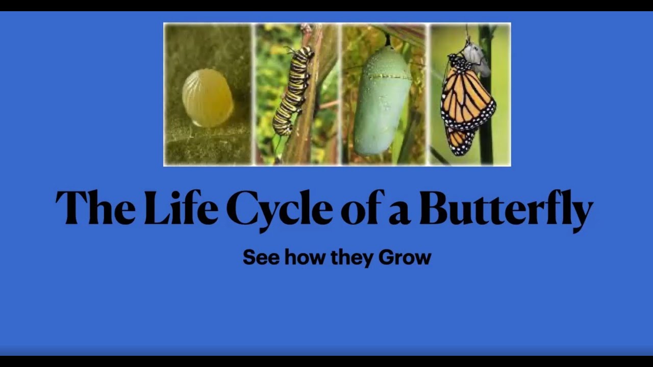 Butterfly Life Cycle - YouTube