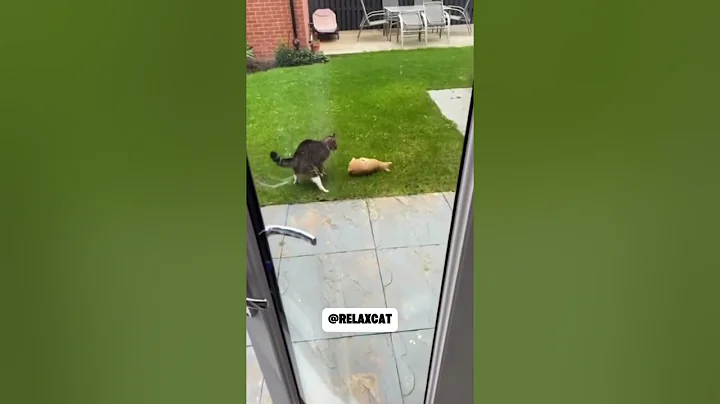 Watch the video about Funny Cat Compilation 🐾😻 #shorts #funnycats #catvideos #funnyfails #cute #catlover #meow