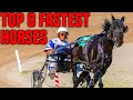 Top 8 Fastest Horses!