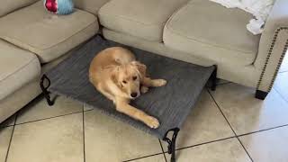 Veehoo Elevated Dog Bed, 3 Things You Need To Know Before Getting This Dog Bed