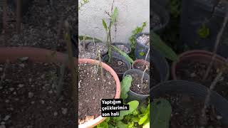 Yaptığım Meyve Ve Çiçek Çeliklerimin Son Helleri