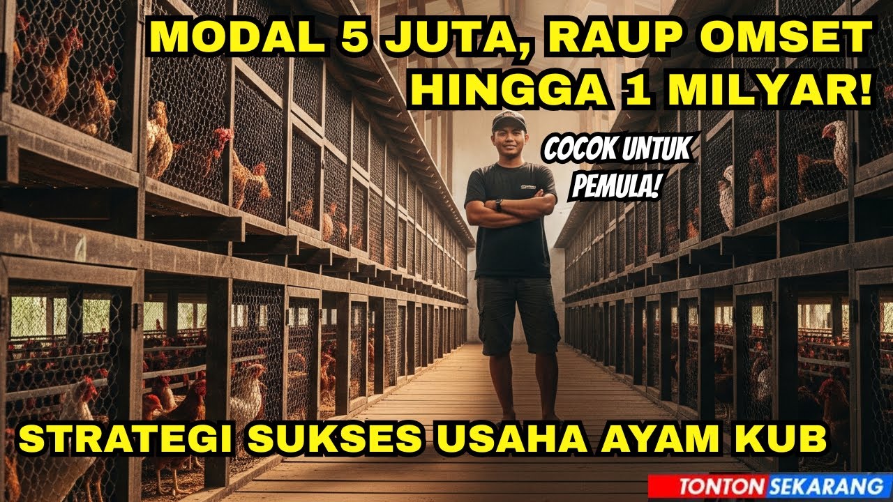 Cara Budidaya Ayam KUB Modal 5 Juta Bisa Hasilkan Omset 1 Miliar Per Tahun! Contek Strateginya!