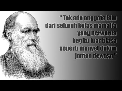 Video: Mandrill nama binatang apa?