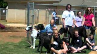 Great Dane Rescue of North Texas  DANEFEST 2011