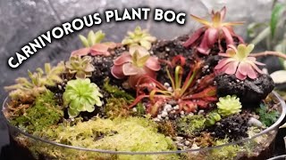 HOW TO Carnivorous Plant Bog