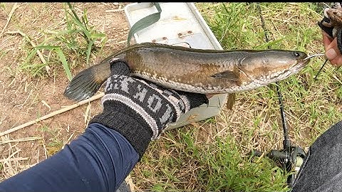 Câu cá lóc đồng tập 58 | mẫu lưỡi mới lên hugo kết hợp câu hộ lấy vía cho anh khách | #n94fishing 