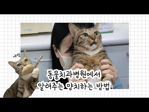 태일동물치과병원