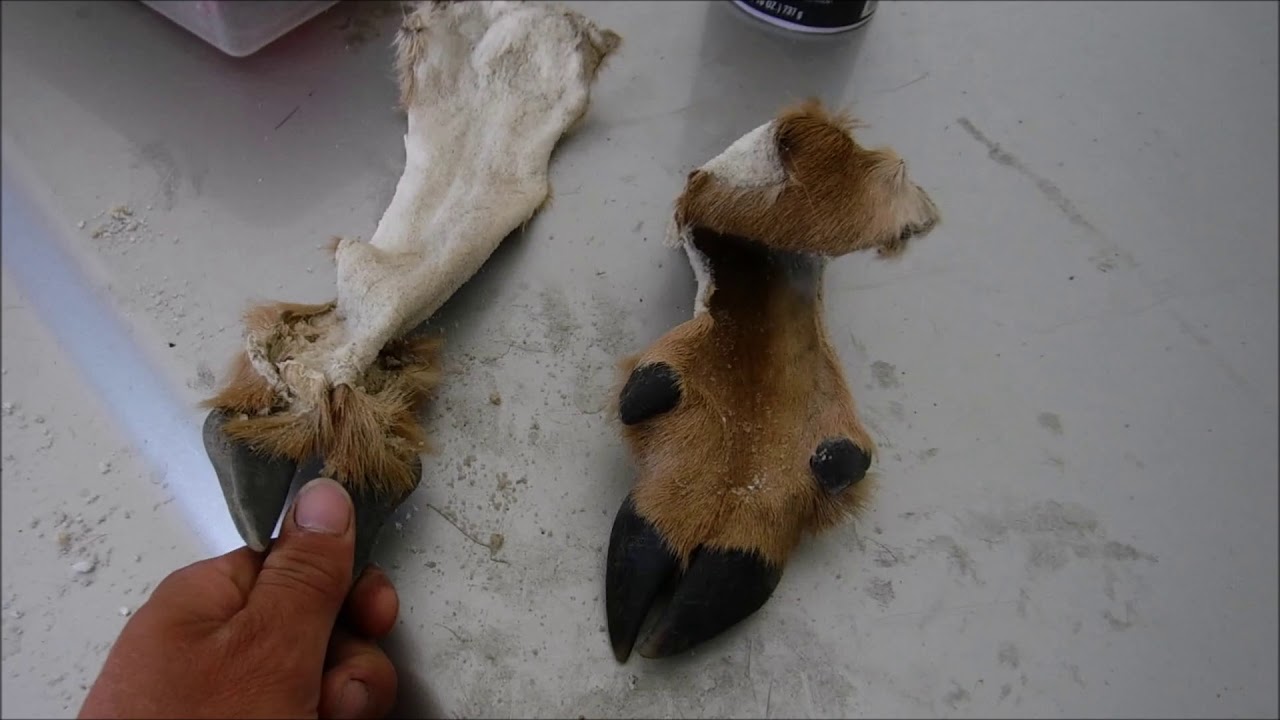 tanning deer feet part one with deer tappers formula YouTube