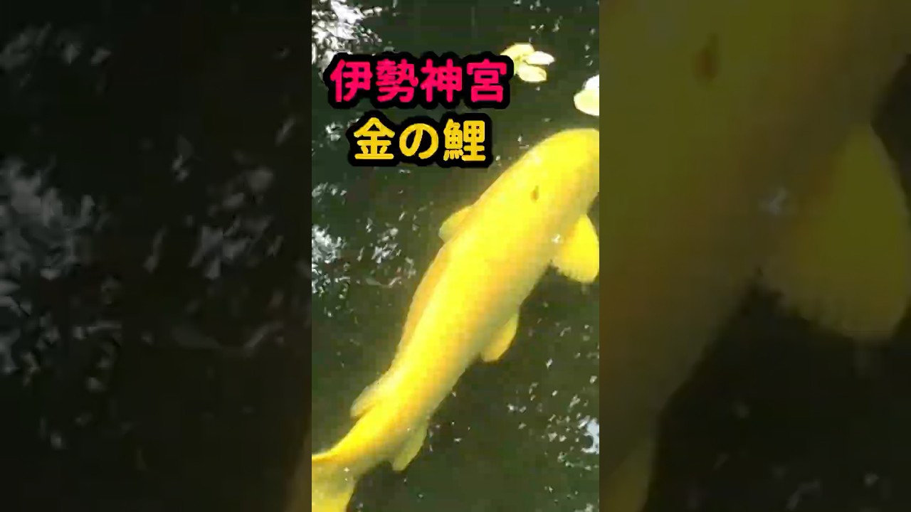 幸運】見るだけでご利益!? 伊勢神宮の金の鯉が神秘的 - YouTube