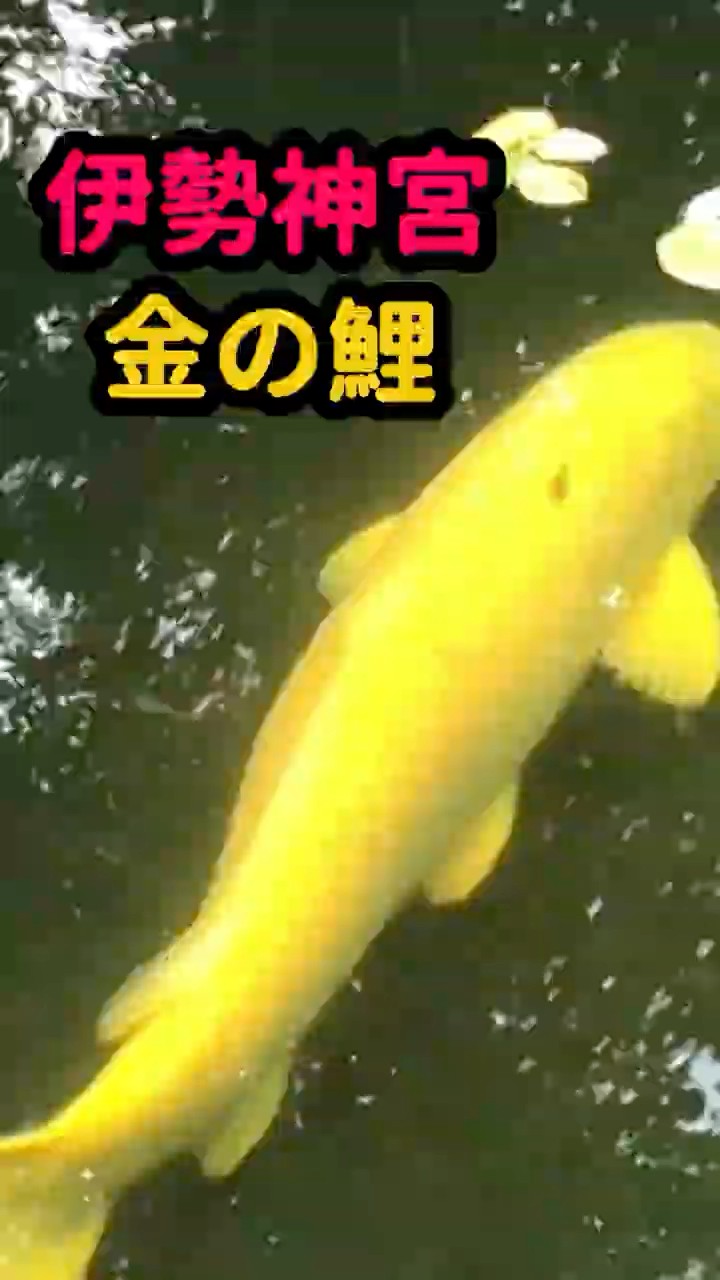 幸運】見るだけでご利益!? 伊勢神宮の金の鯉が神秘的 - YouTube