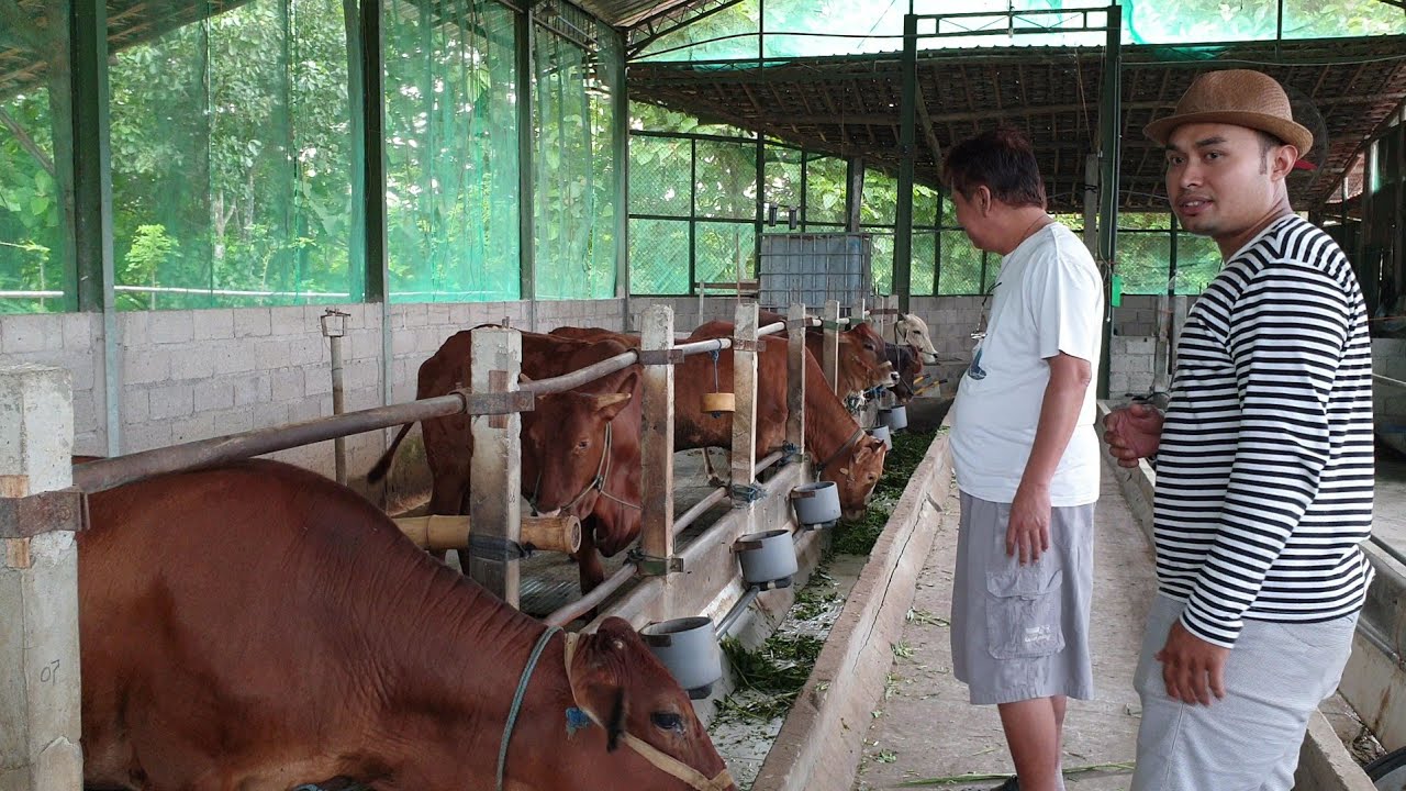 Belajar Usaha Breeding Sapi Bareng Pak Dokter 