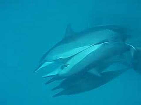 Spinner Dolphin Sex