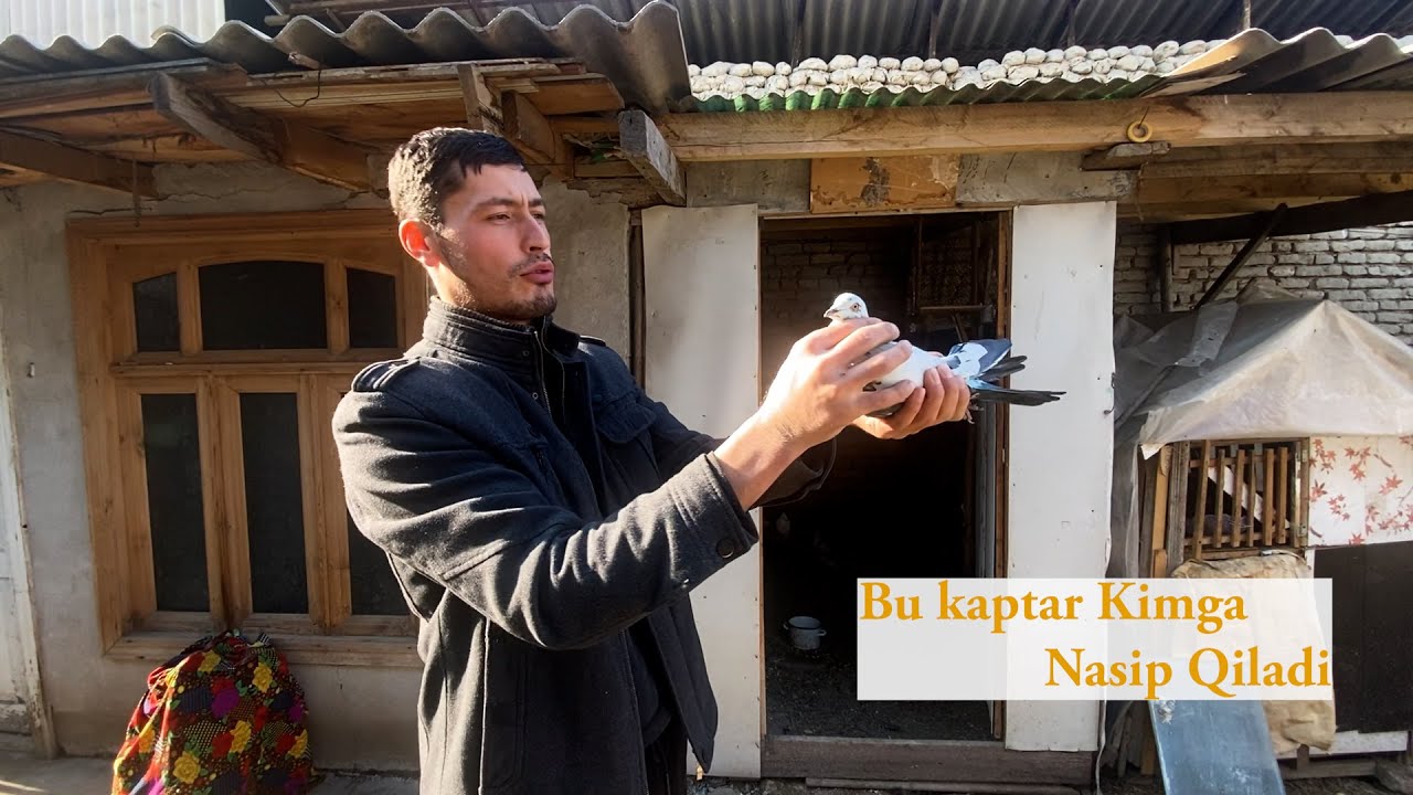 Bu kaptarimiz Kimga nasip qilarkin