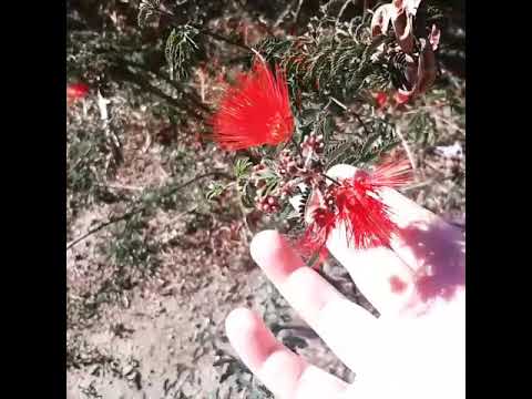 Videó: Fairy Duster Plant: Calliandra Fairy Duster cserje termesztése