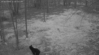 cam5 20260816 061811 1