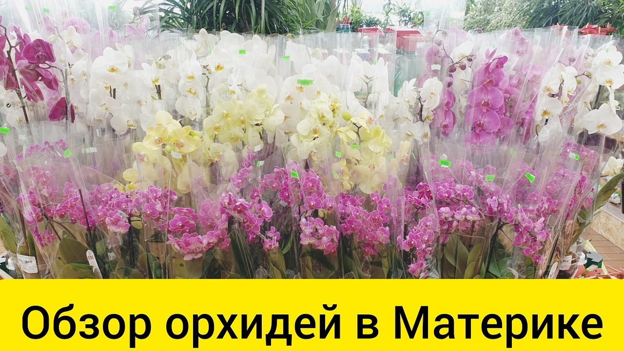 Обзор орхидей в июле в Материке, Минск || Цитокининовая паста