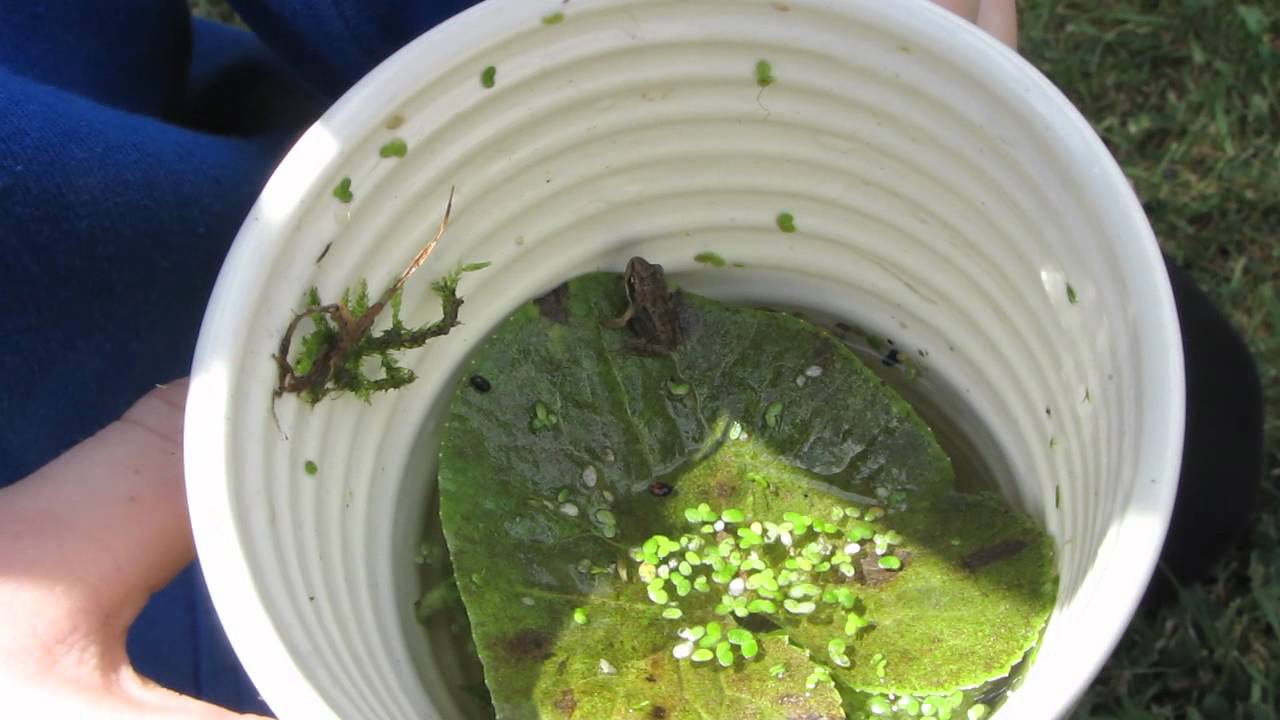 watershed A tiny little frog escapes back to my wildlife pond with a little help ! :-)