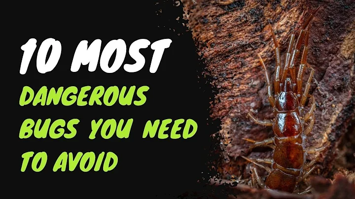 10 Most Dangerous Bugs You Need to Avoid