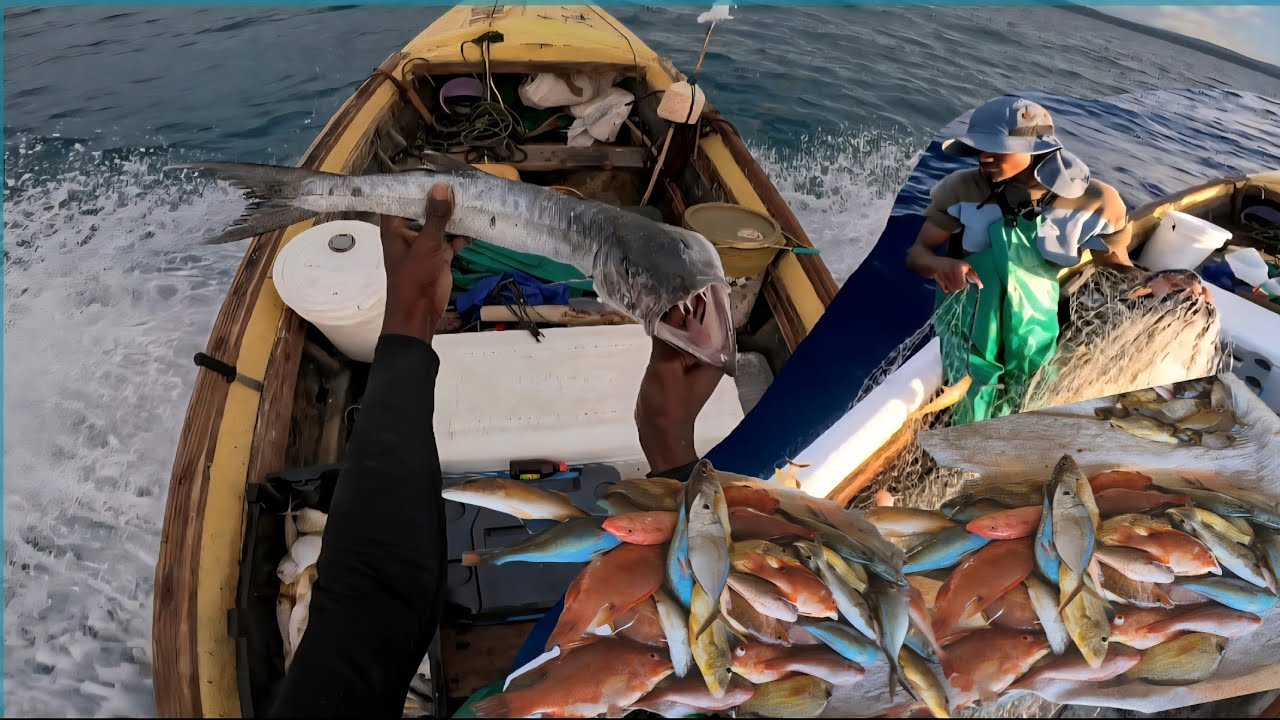 MIDNIGHT OPERATION (Catch & Sell) 💯🇯🇲