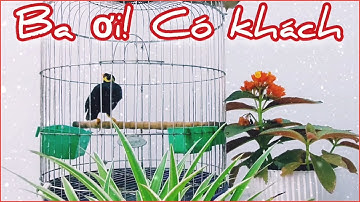 LUYỆN VẸT, NHỒNG, CƯỠNG, SÁO NÓI BA ƠI CÓ KHÁCH/FILE ÂM THANH LUYỆN CHIM NÓI TIẾNG NGƯỜI