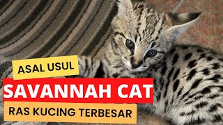Bagaimana Asal Usul Savannah Cat?