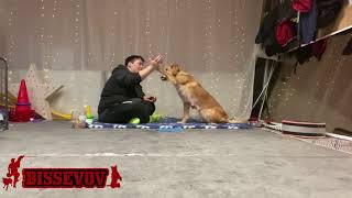 Dogtraining - new start after puppies with Team Bissevov